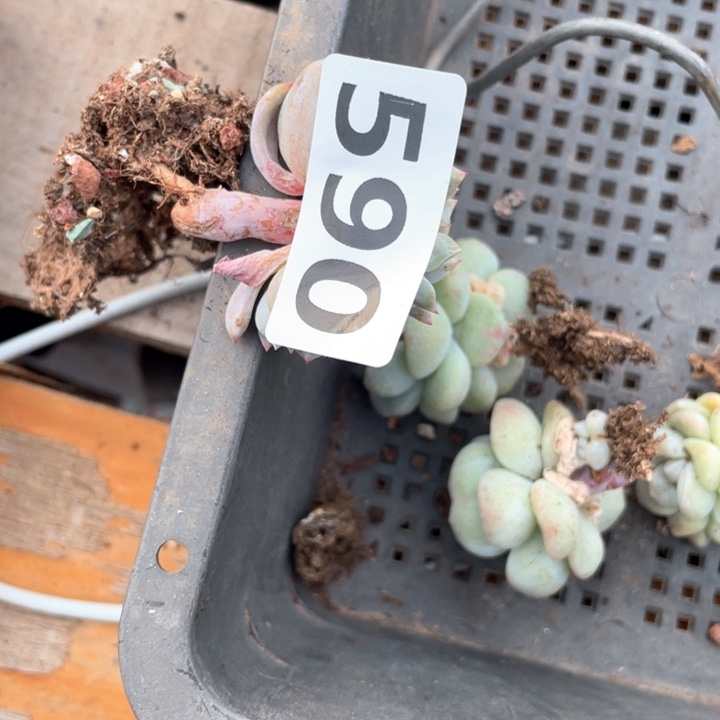 范*多肉植物一物一拍