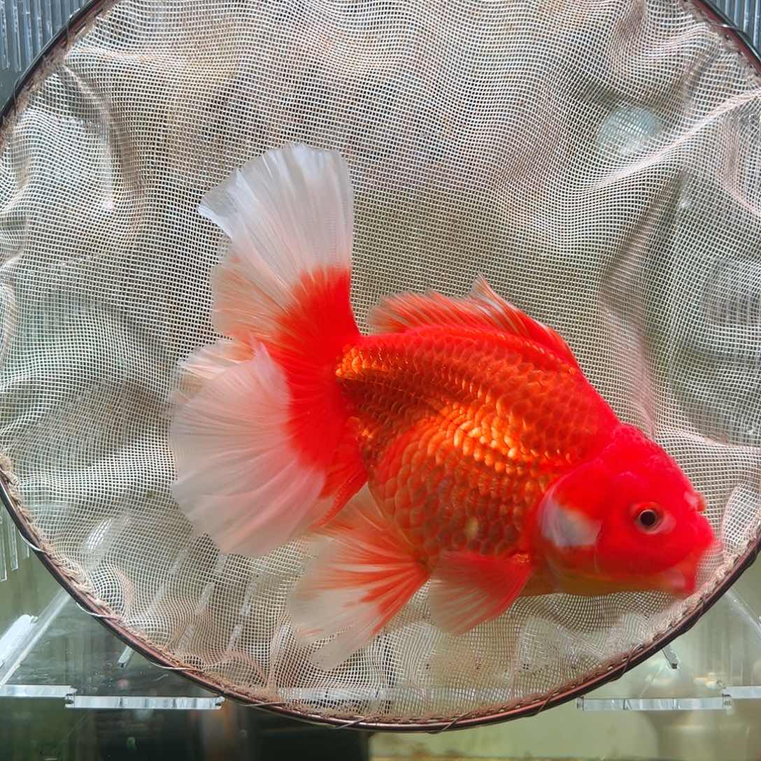 金鱼百褶泰狮亚成41