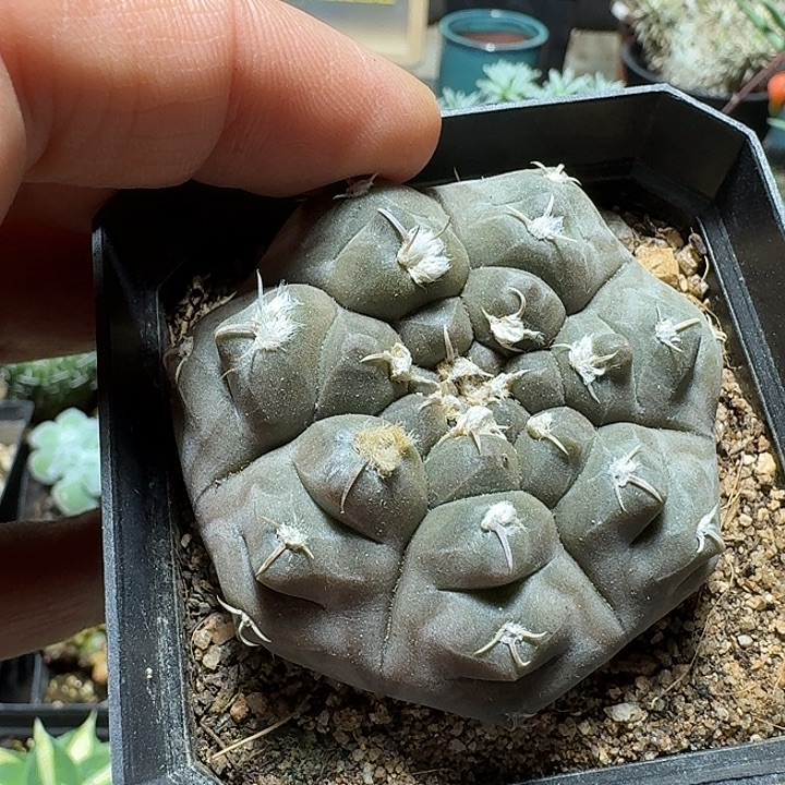 ****鱼160铅皮实生脱土发货