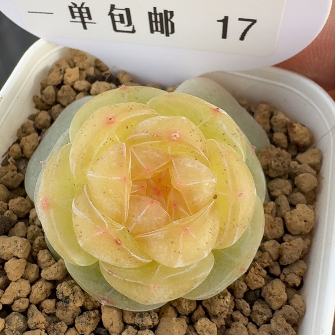 017-素素单头一颗-0123