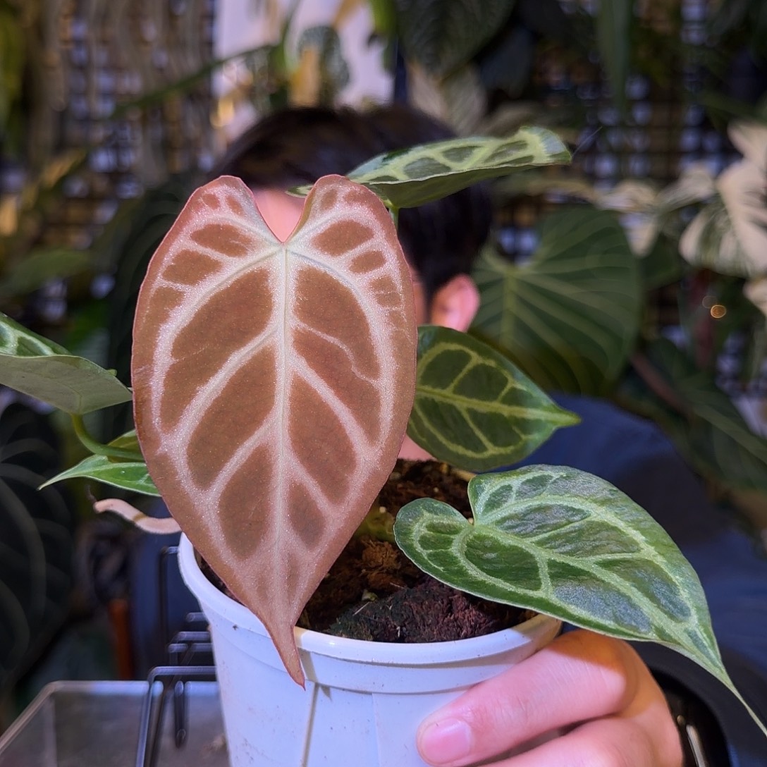 完全开放H182 希望花烛杂银骑士