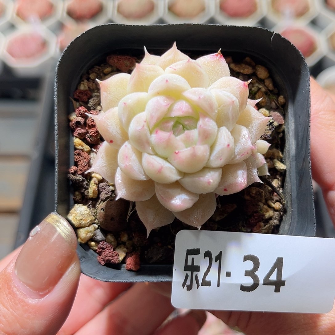 乐21-34 麦秆单头