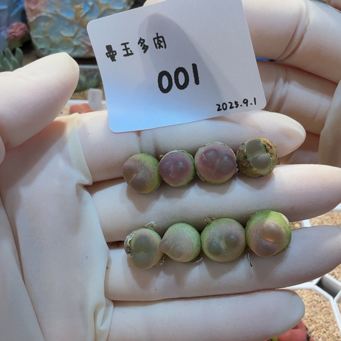 奶***栗多肉多肉多肉9.1-001