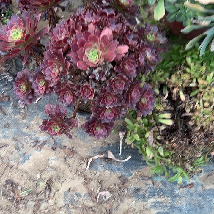 丁*安娜多肉一物一拍2