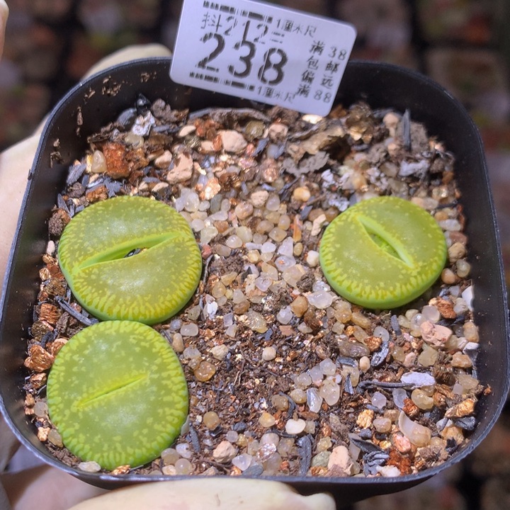 石头花多肉212.238