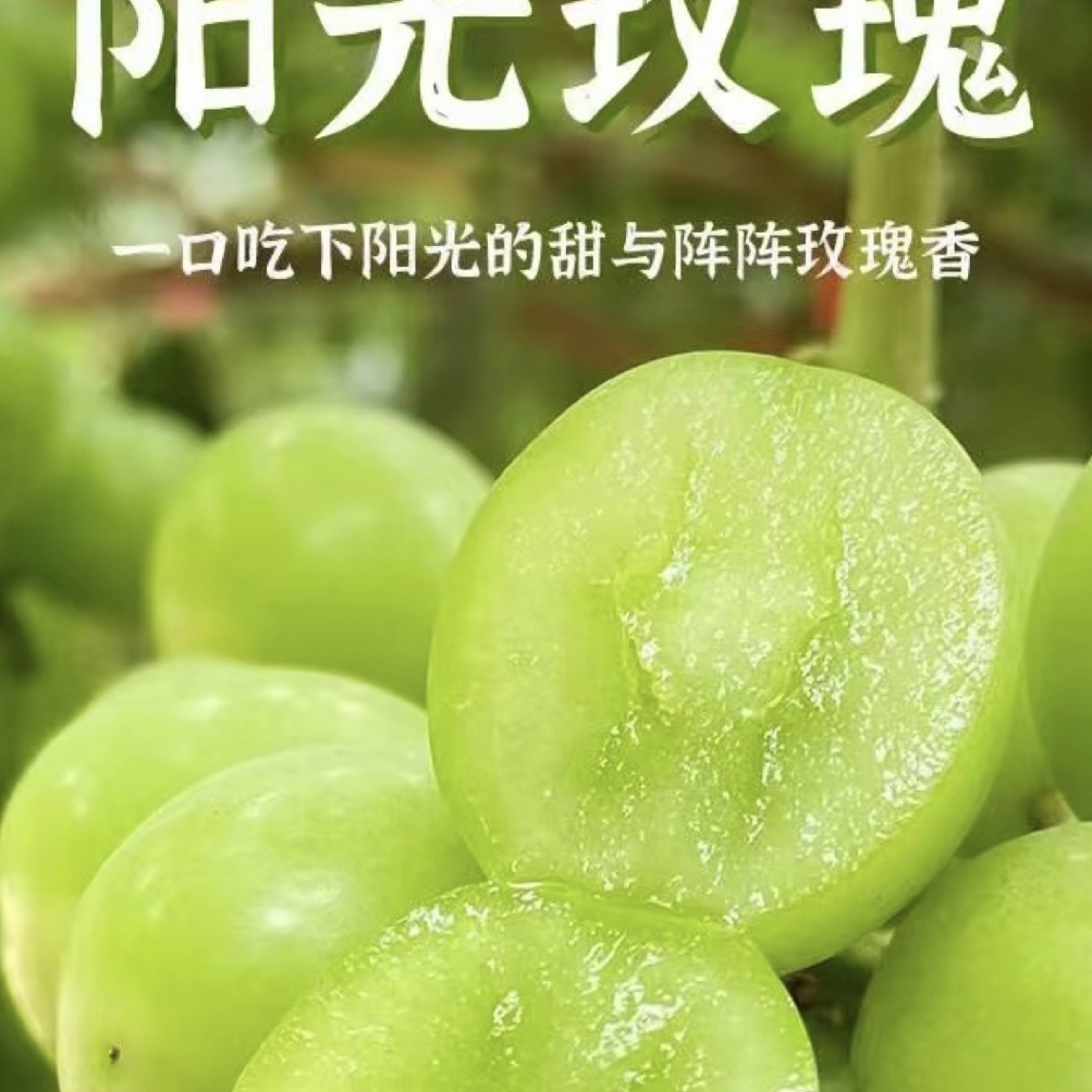 阳光玫瑰大果现摘现发-江浙沪皖地区可拍，品相略差，口感哇塞！