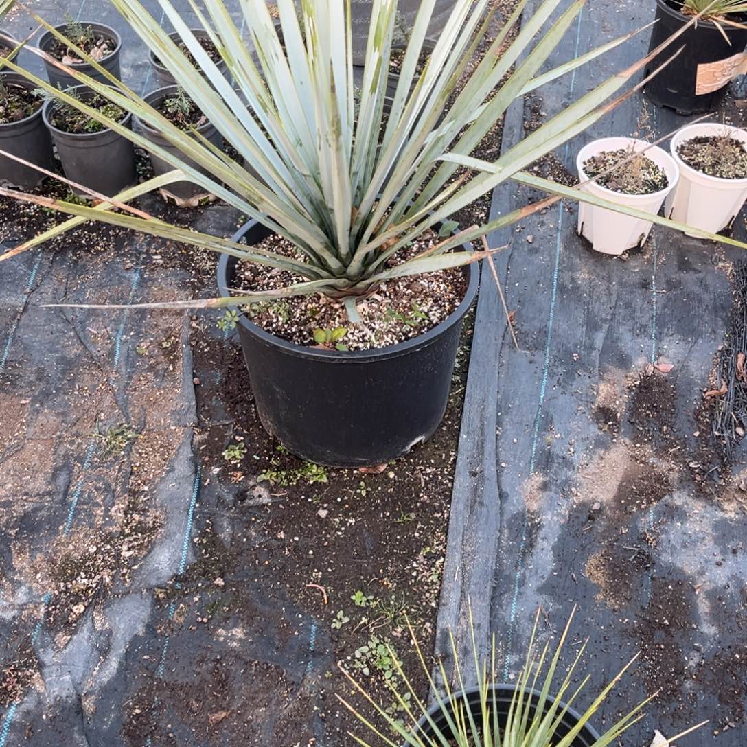 完全开放蓝丝兰7加仑