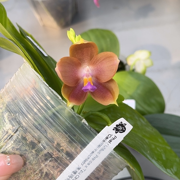 完全开放3.5寸杯焦糖玛奇朵