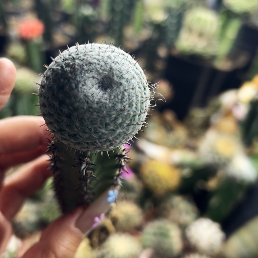 日系恋山言仙人球11111111