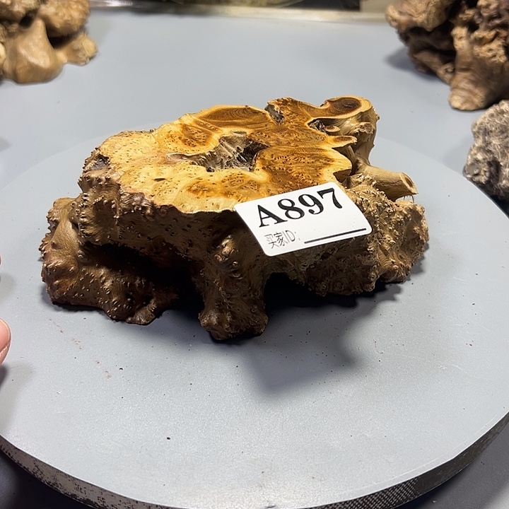 小***儿大果紫檀（缅甸花梨）