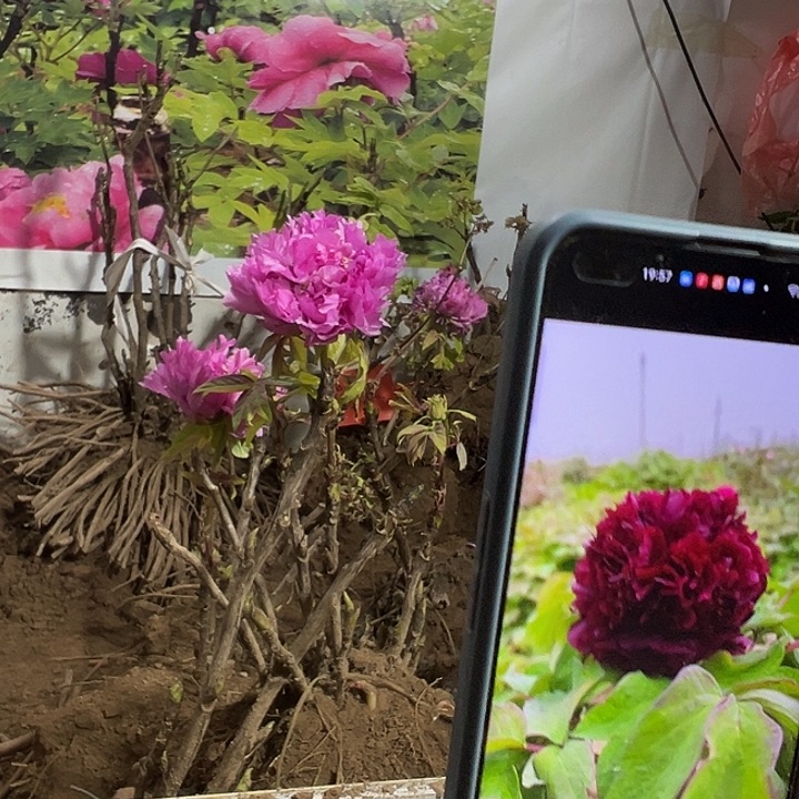 李***。完全开放冠世墨玉小颗