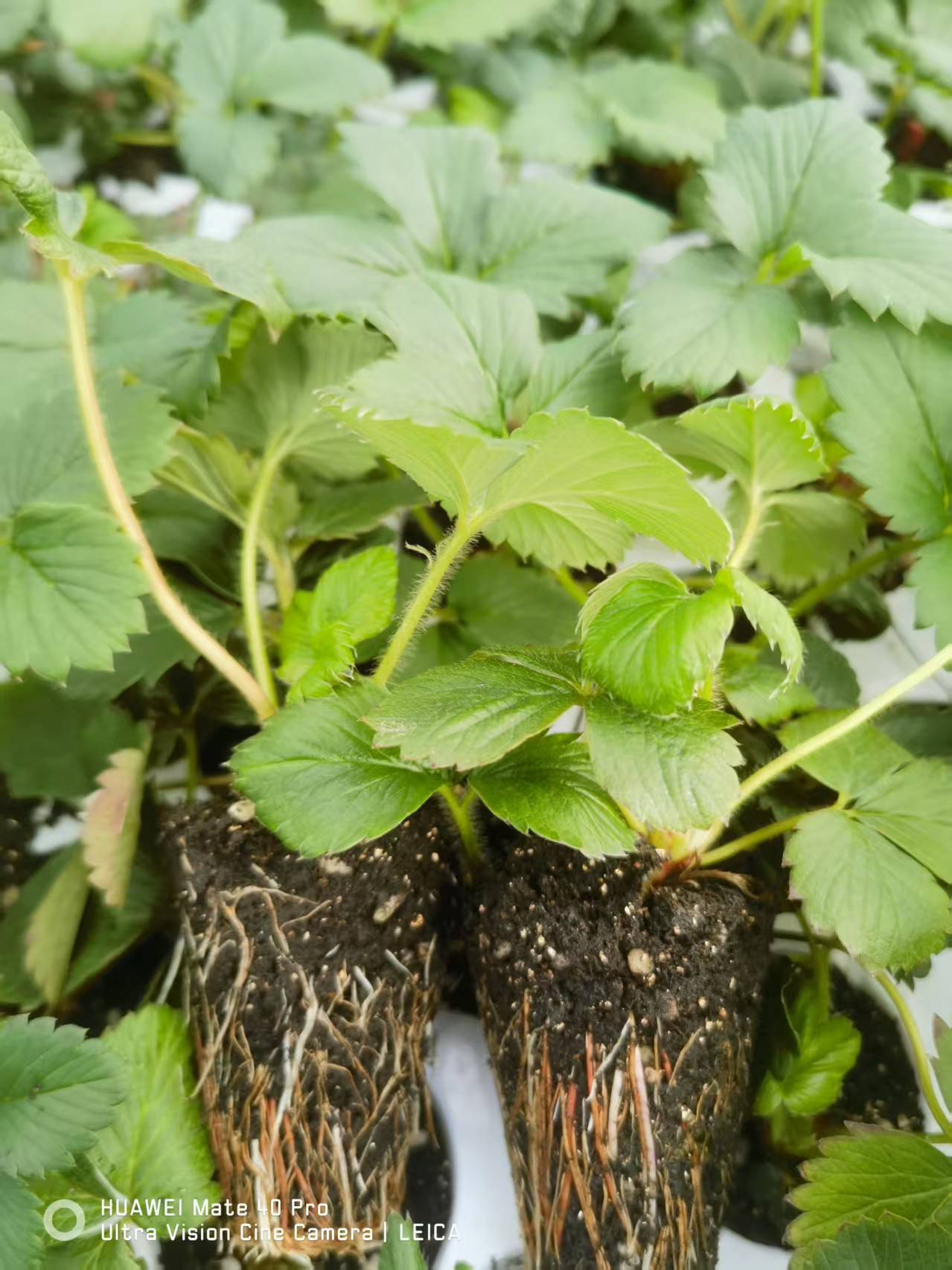 【粉玉】草莓苗 100株  