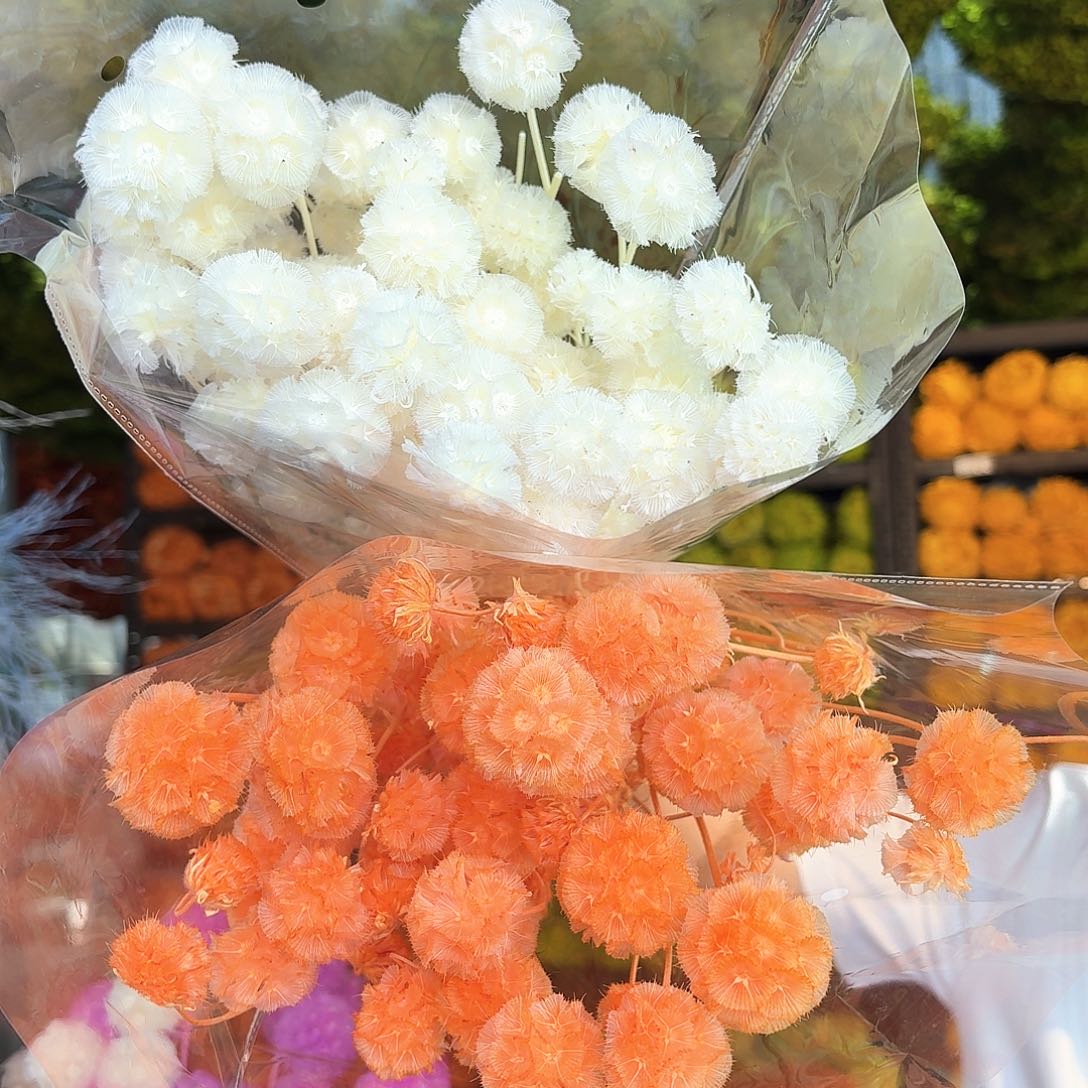 完全开放A120 风车果2扎