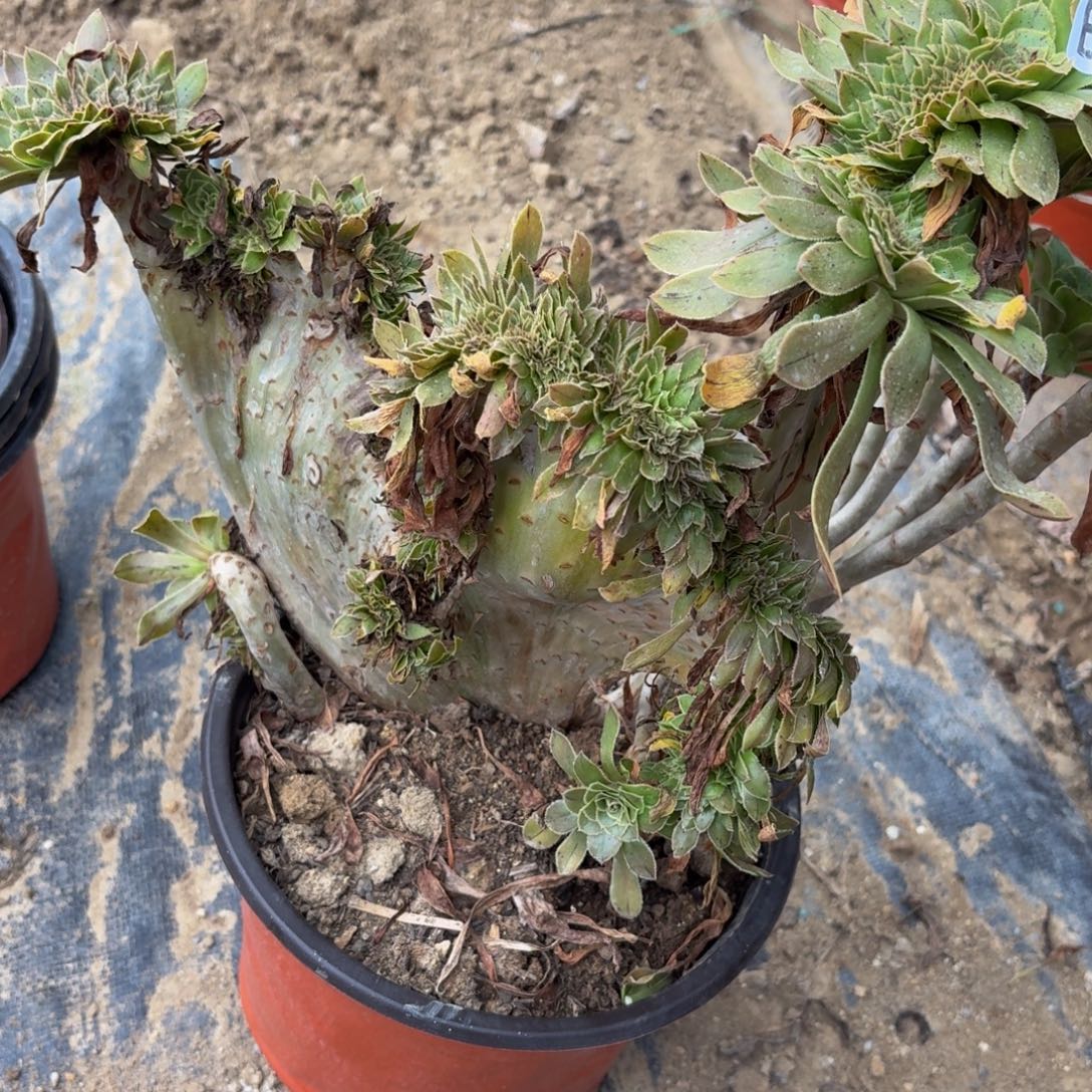 223多肉植物捧花的时候