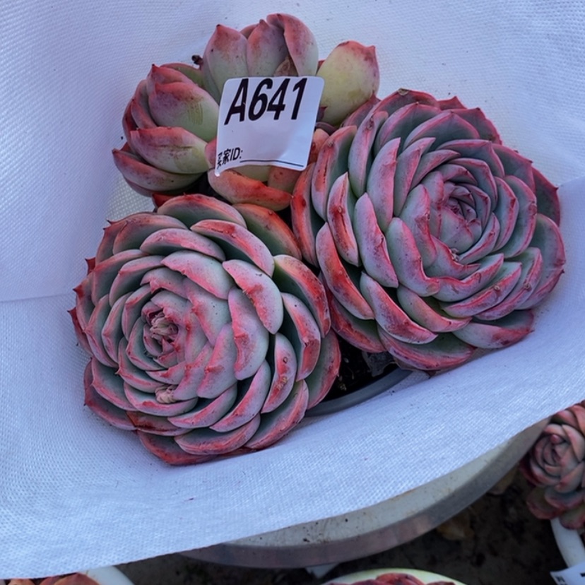 【闪购商品】叶****D多肉植物