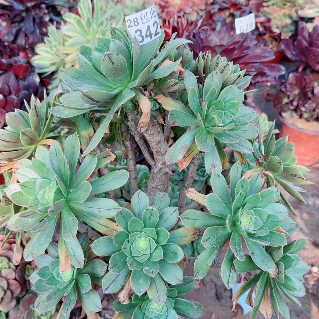 绿豆多肉342满20包邮断枝不包