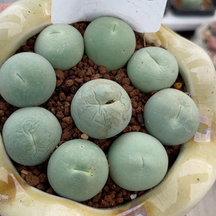 124母本脱土1.9cm一颗