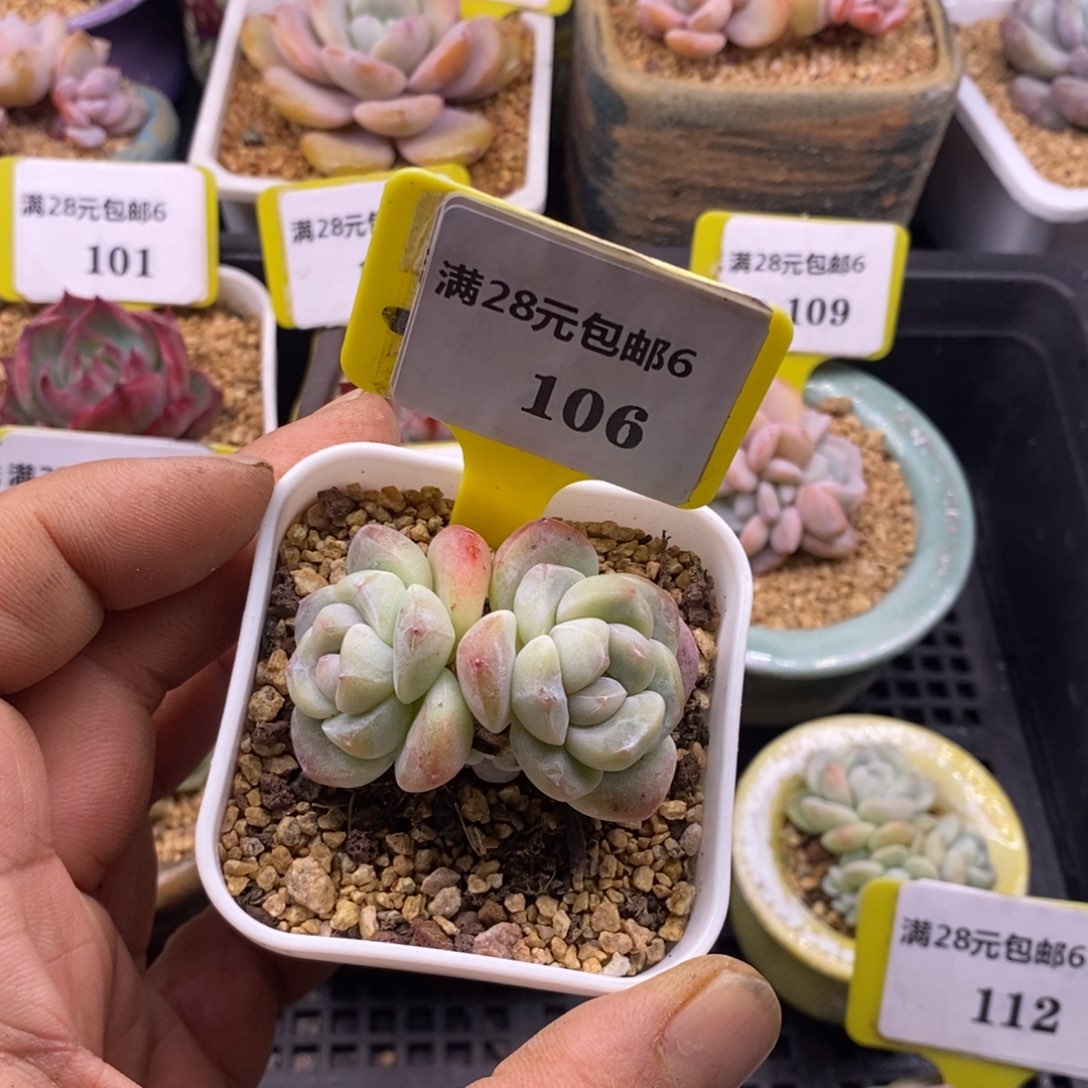 6106老冰玉福利来啦