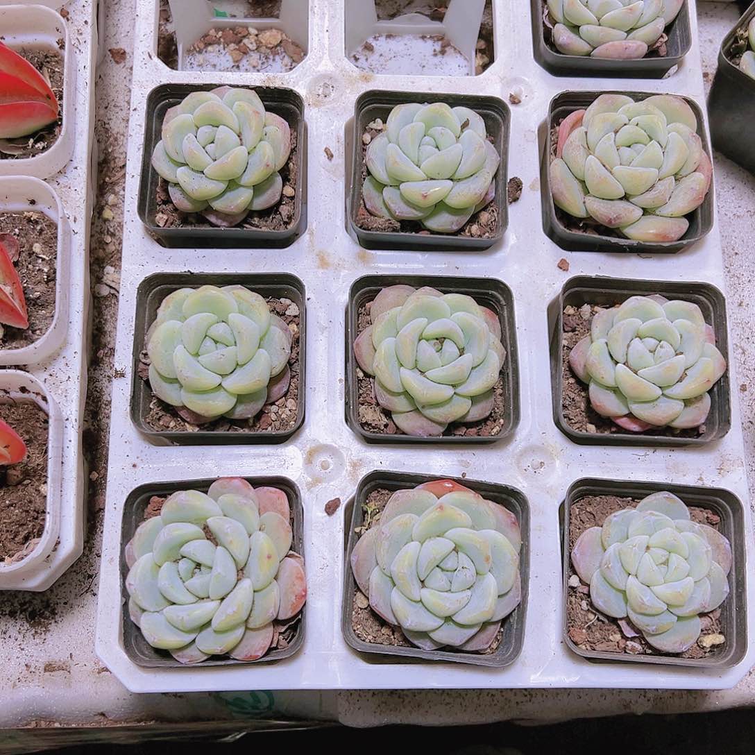 单头珍妮冰玉带盆带土