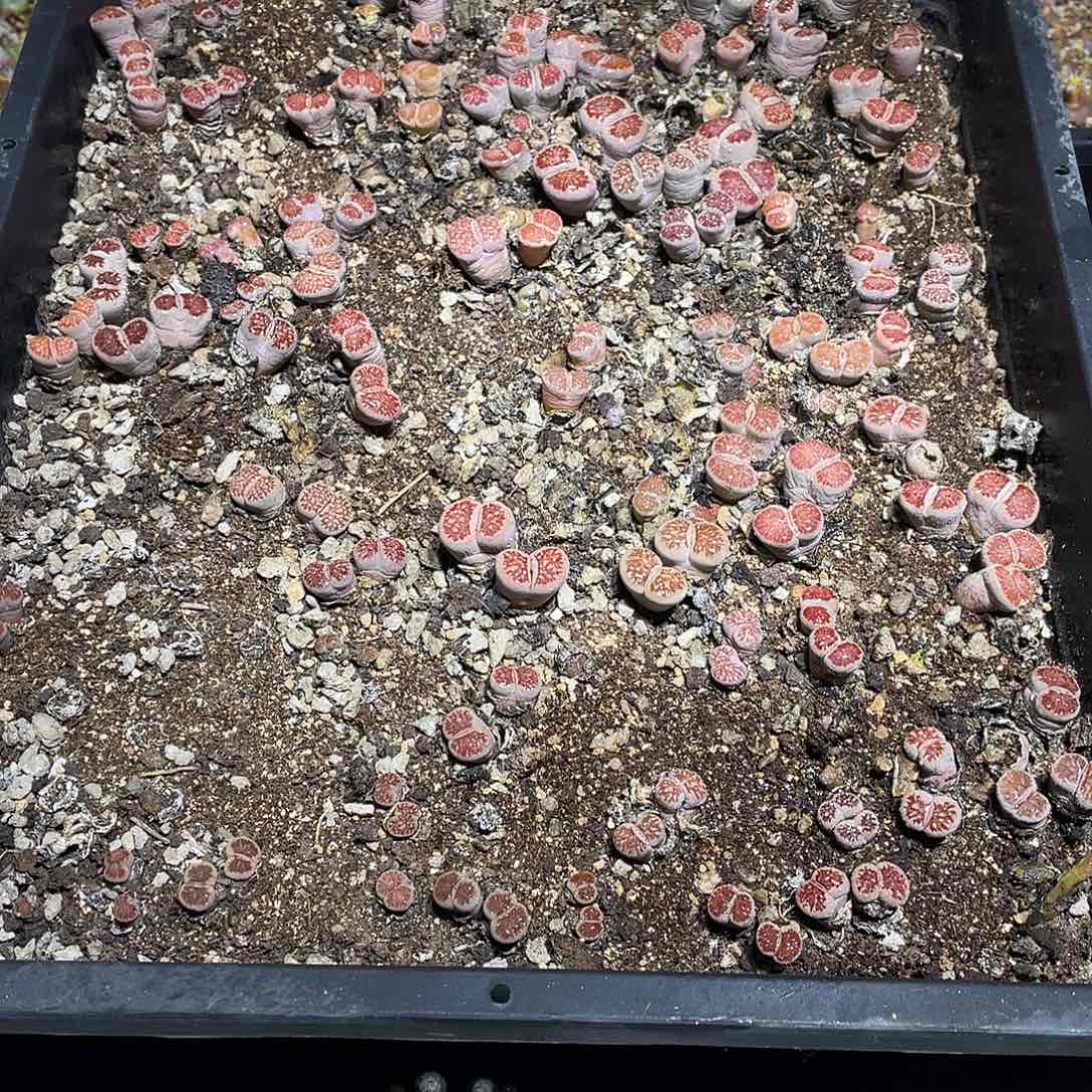 当天凑满十八元包邮943