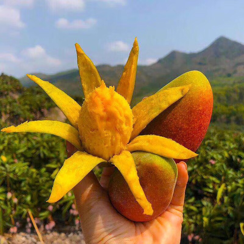 海南贵妃热带水果海南特产水果3-8斤包邮红金龙芒果核薄肉厚