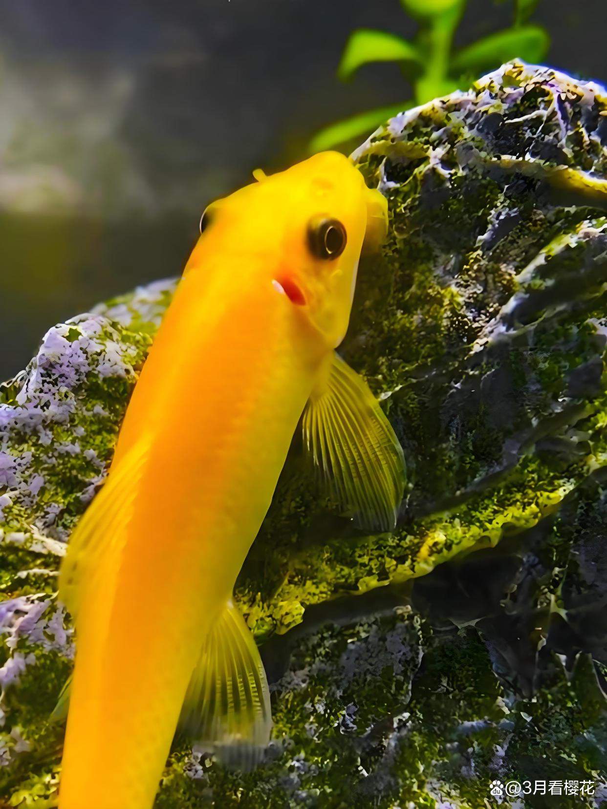 金苔鼠鱼小型热带观赏鱼可清洁鱼缸除藻清理垃圾