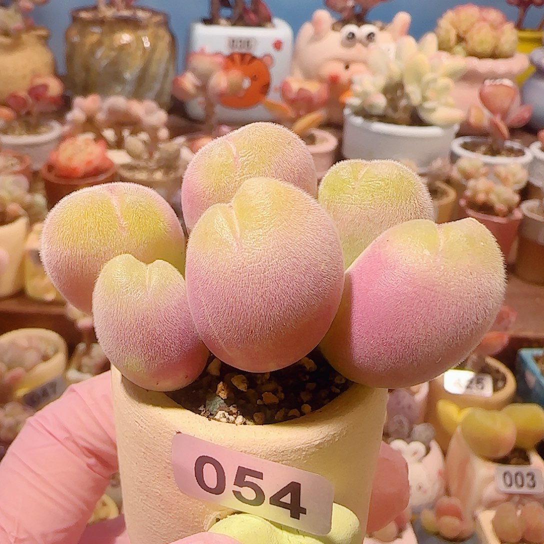 T蟹钳毛翠盆口4cm