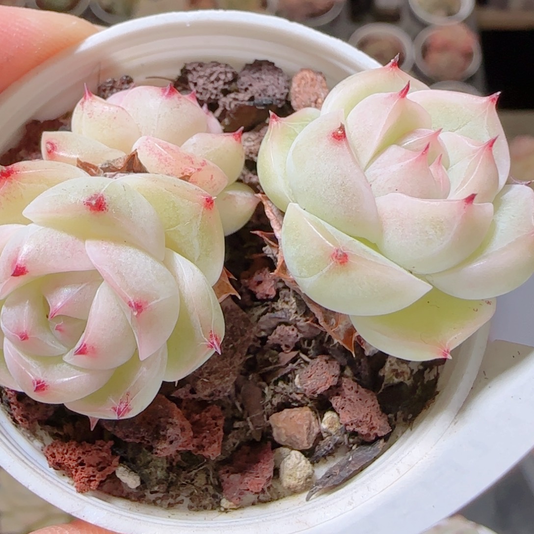 花语多肉1214-324散