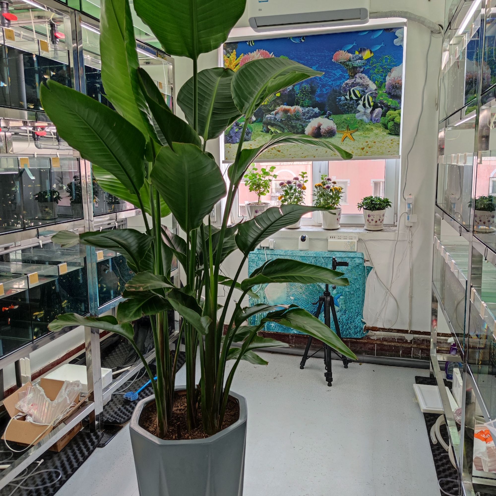 血统孔雀鱼直播结缘