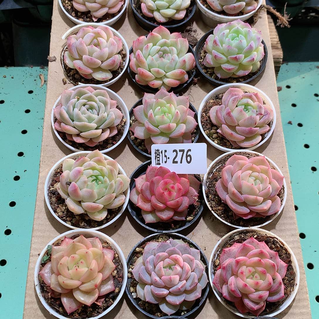 15-276一物一拍带盆18颗