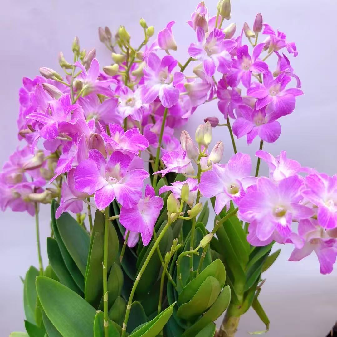 油画桃花泼墨秋石斛5花剑(0度以下拍保温，不拍冻死冻伤不售后)
