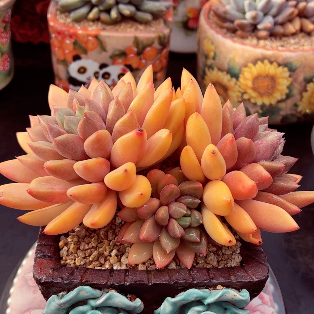 象牙大老桩无砍的