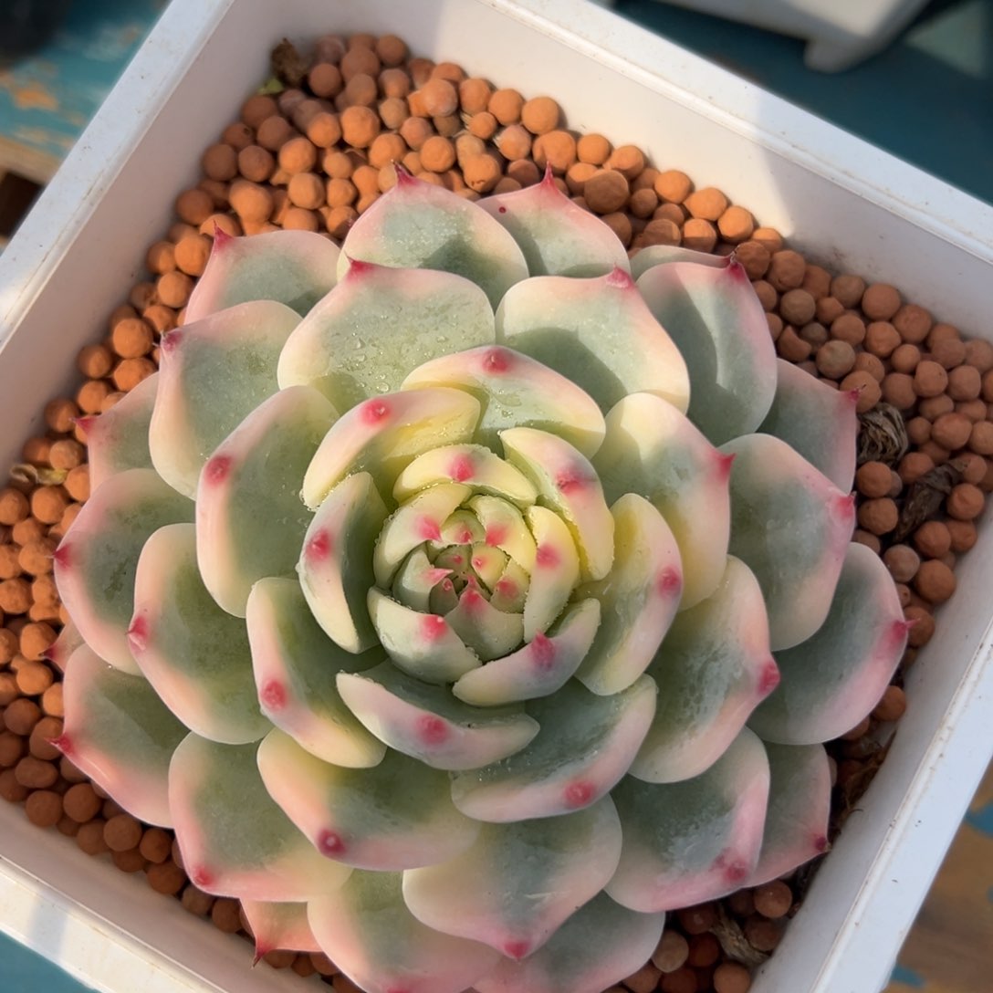 吉娃娃锦，覆轮锦