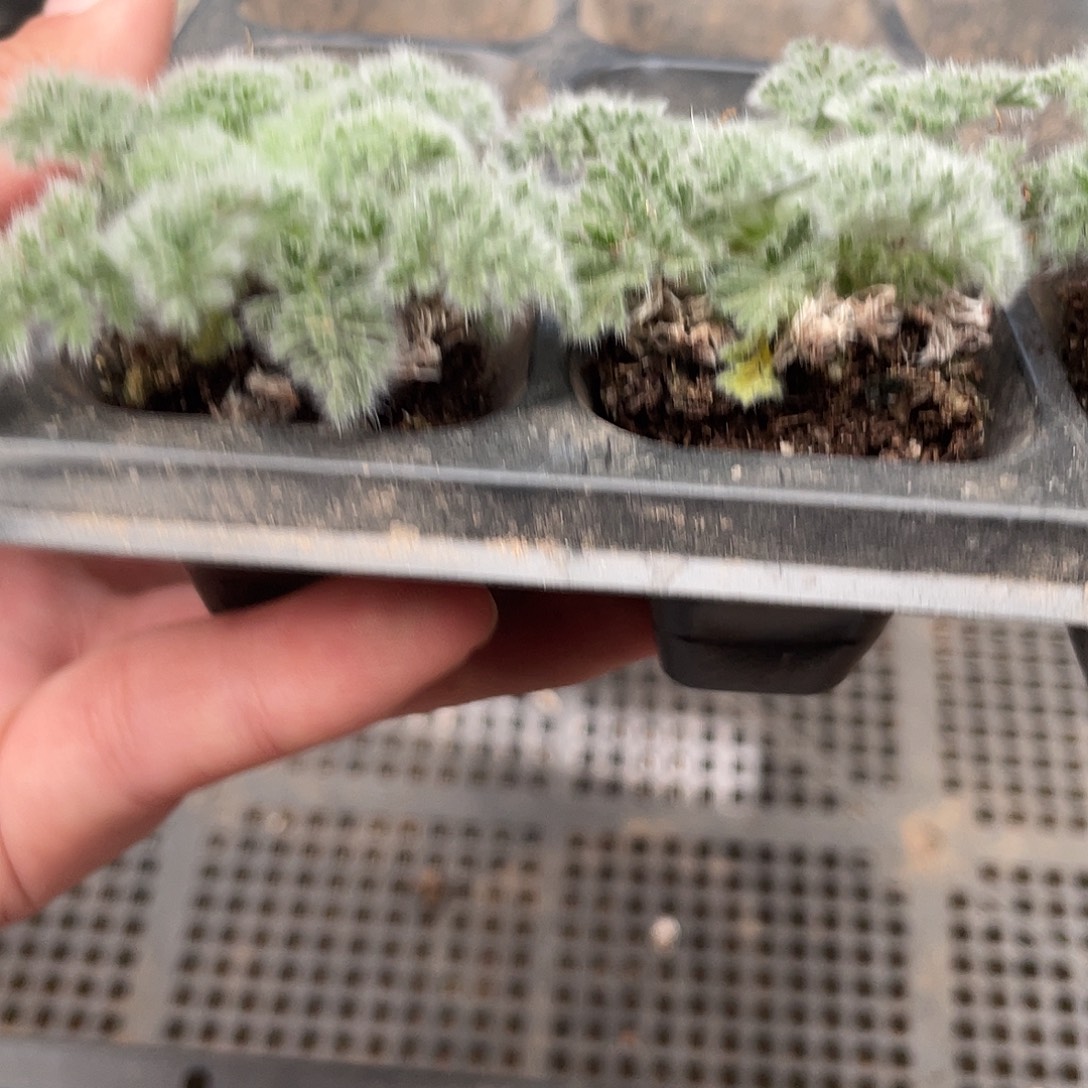 2.9元一颗羽叶洋葵小苗（满18元包邮）