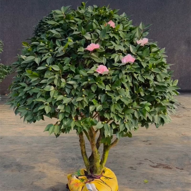 粉色浓香四季长青香妃茶花树苗适合庭院阳台种植好养
