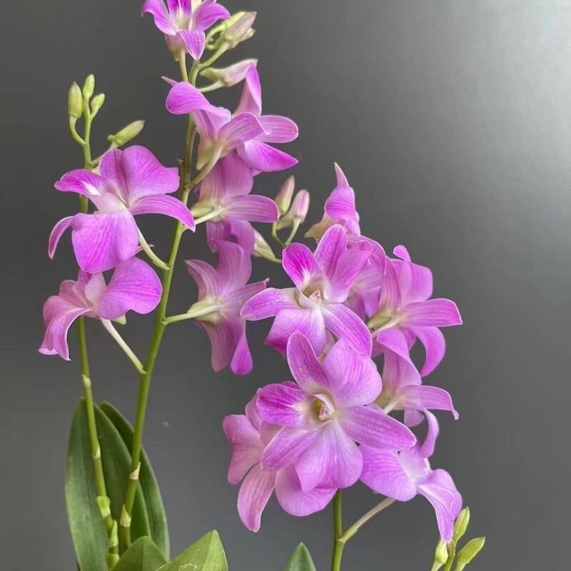 粉色恋人秋石斛兰紫粉色兰花室内庭院养植兰花花期长