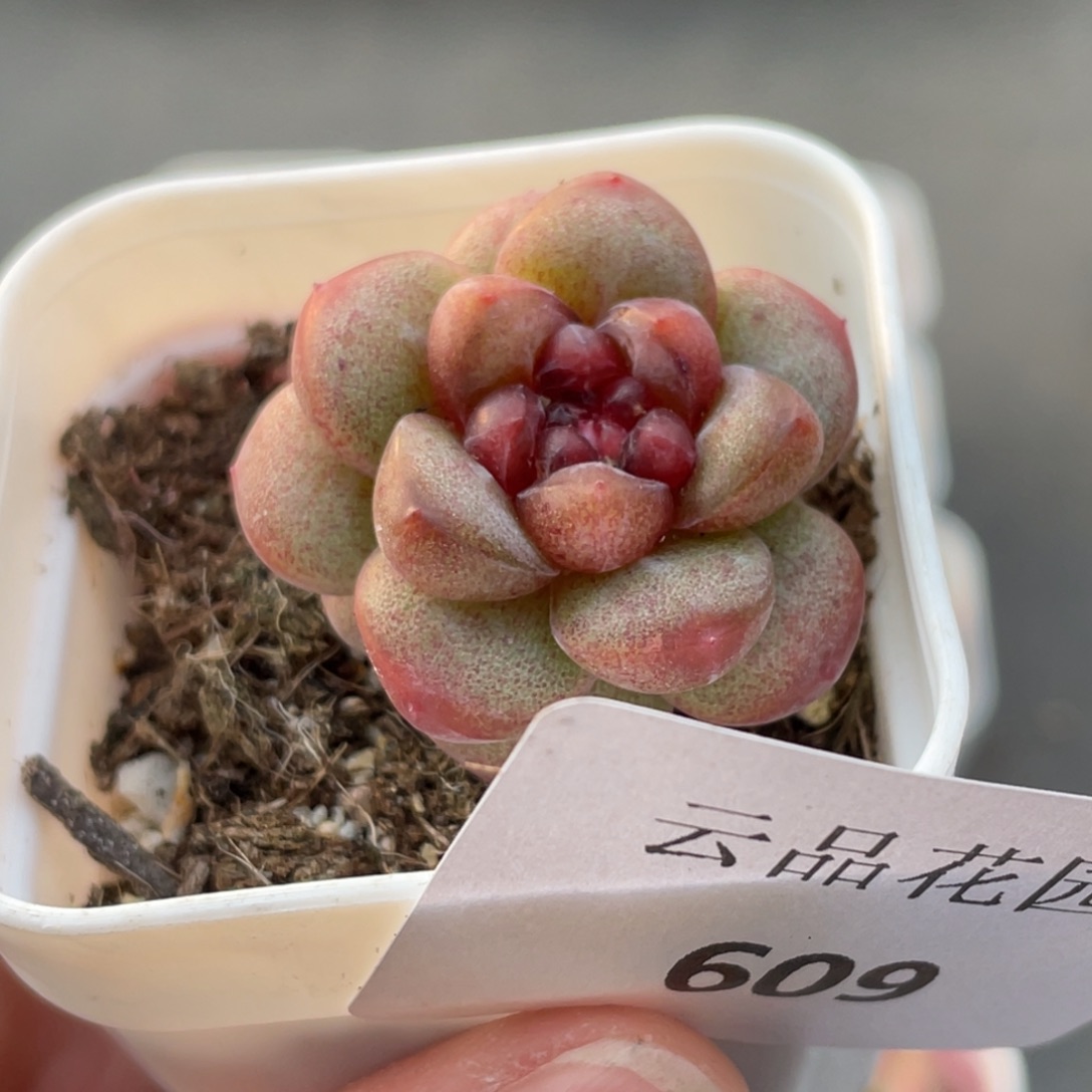 609号糖心冰心珍妮
