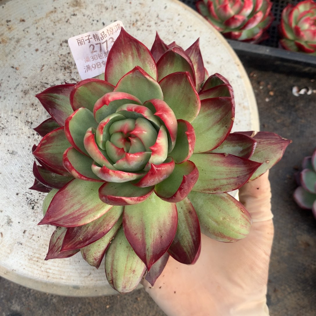 2773号多肉植物惊鸿17厘米