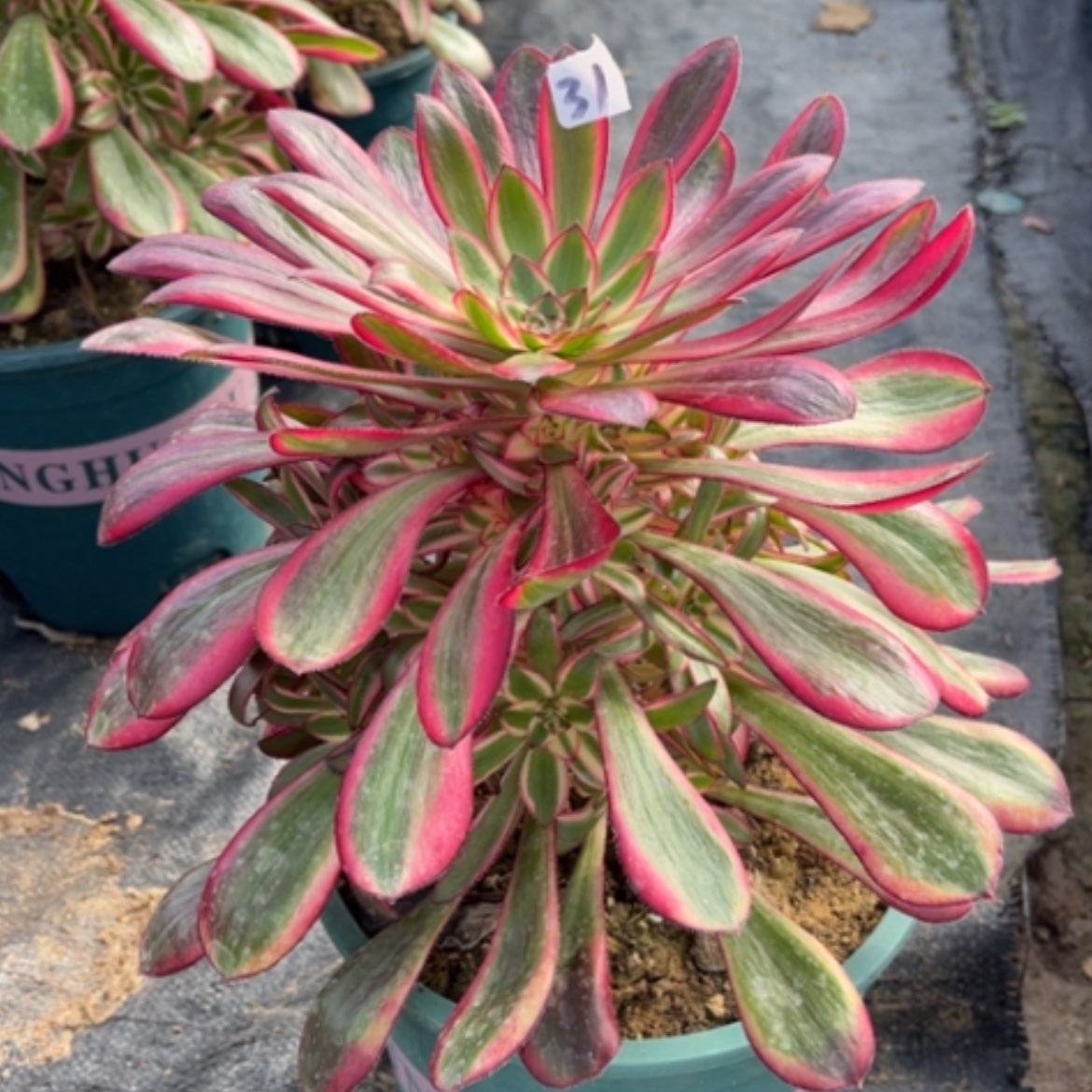 【闪购商品】31香奈儿多肉法师