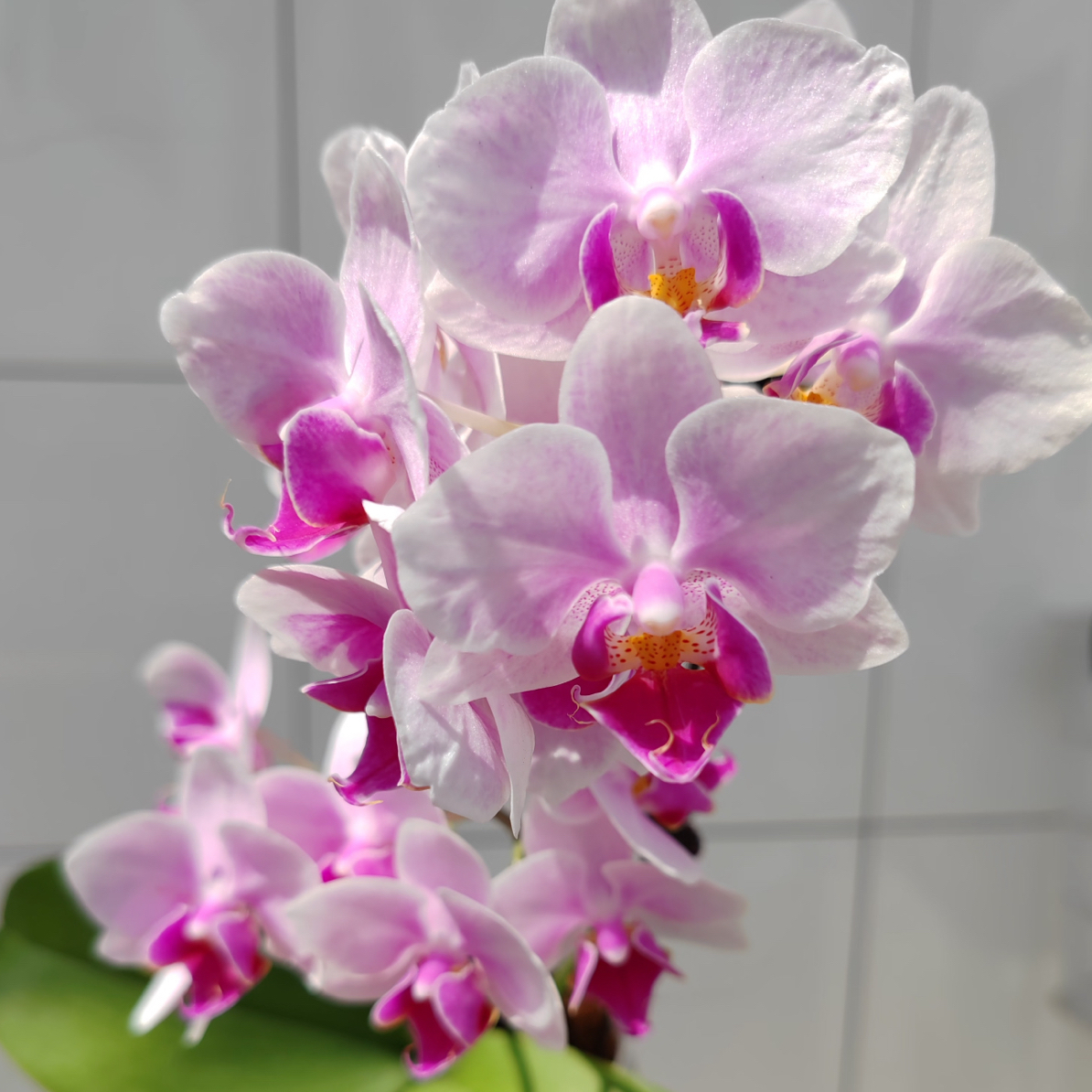 双箭【小白兔·蝴蝶兰】又粉又嫩！好看好养开花绿植盆栽