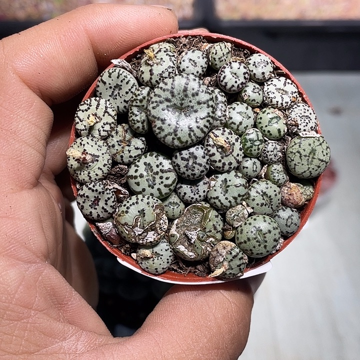 当天凑满十八元包邮226生石花