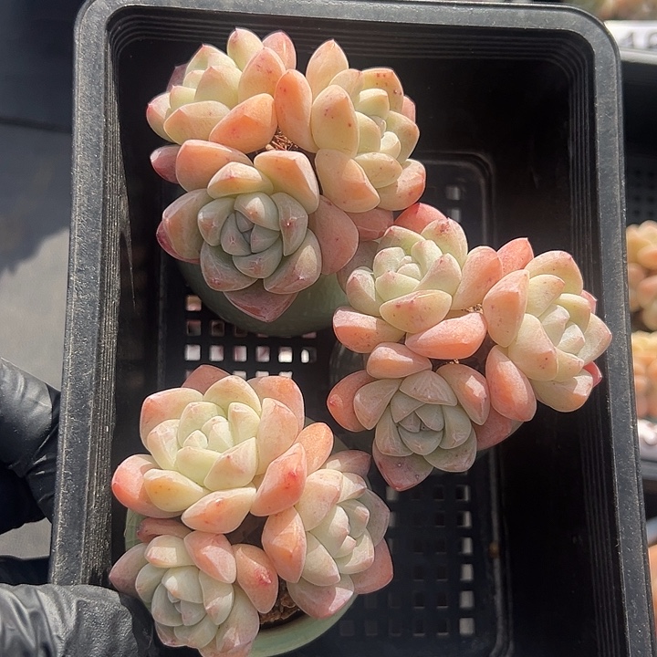 3153，三个三头冰玉带盆