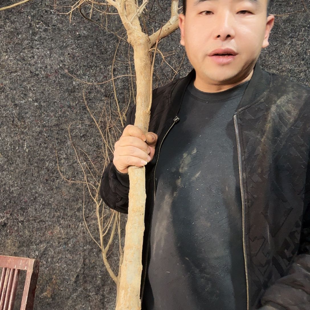 完全开放石榴树苗