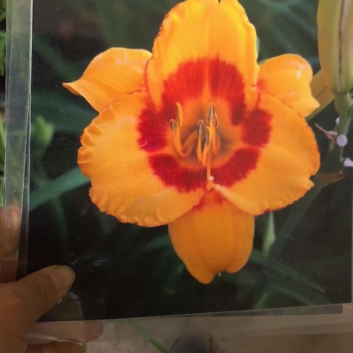 当前无花栽培后可以开花萱草愚弄我