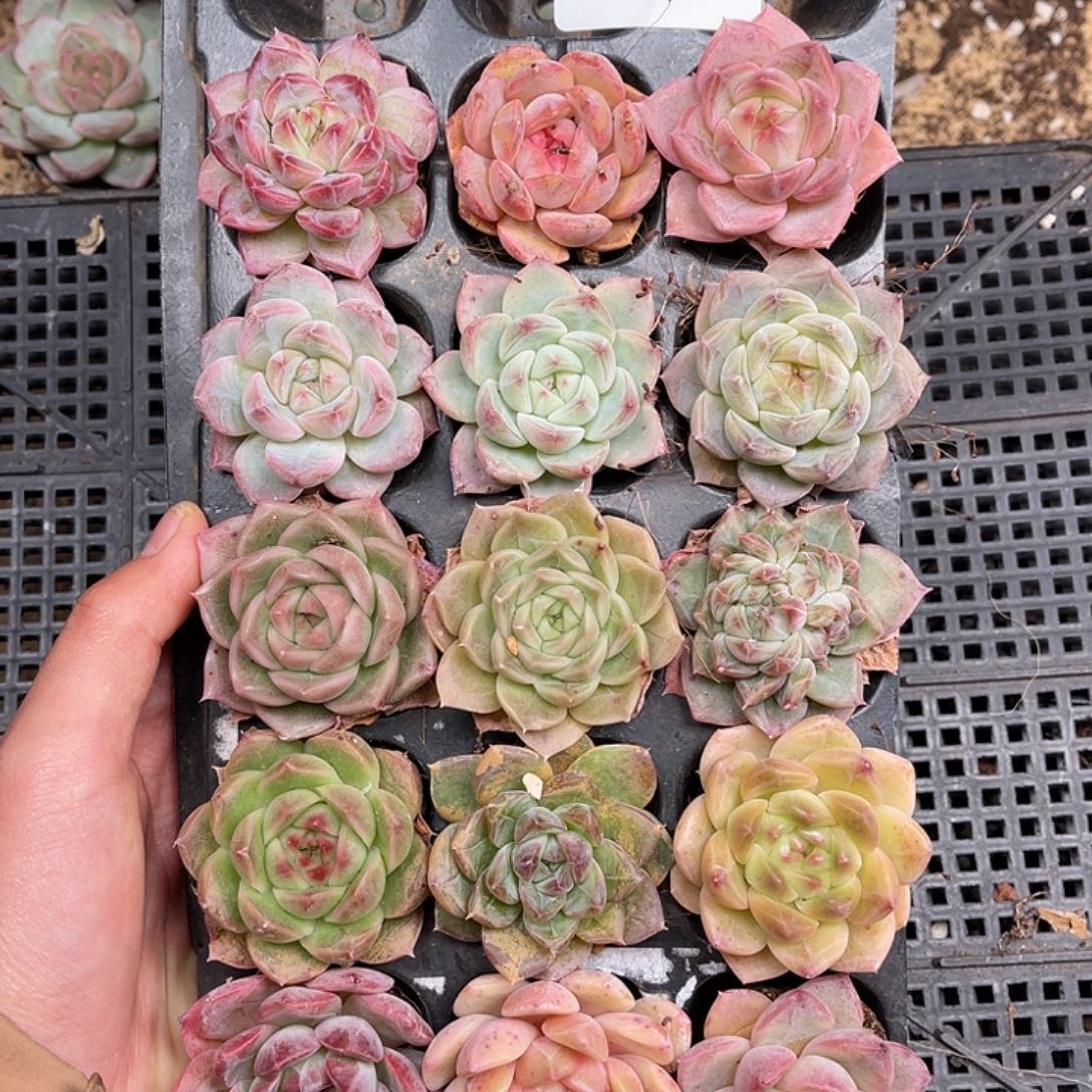 多肉一物一拍26-181