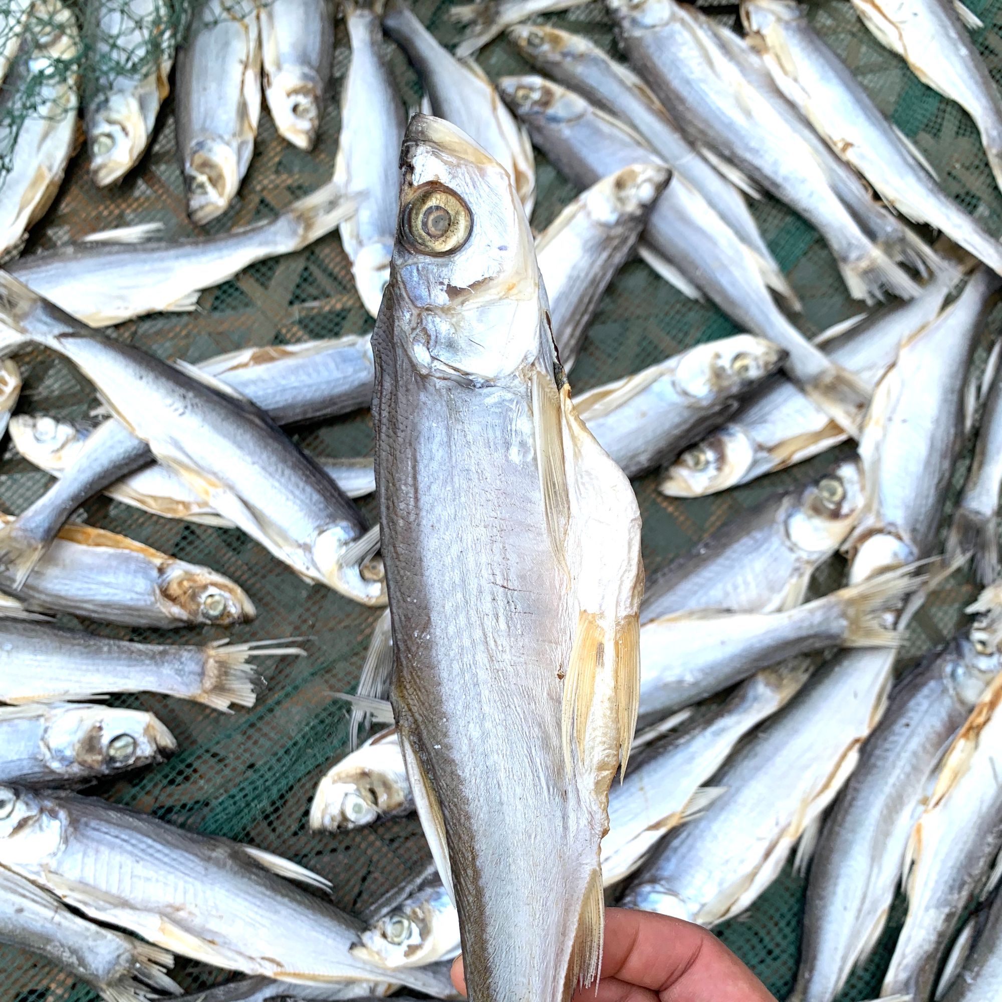 江苏常州【中国青虾第一镇】社渚村民自晒刁子鱼干长寿之乡