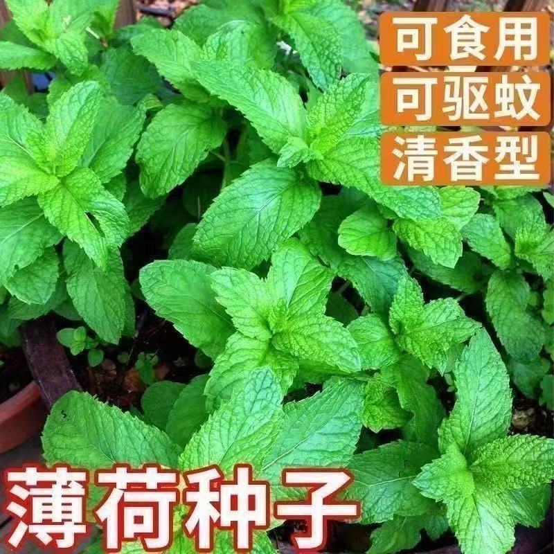 【满5包包邮】食用薄荷种子四季薄荷阳台庭院可做饮品室外耐旱耐寒