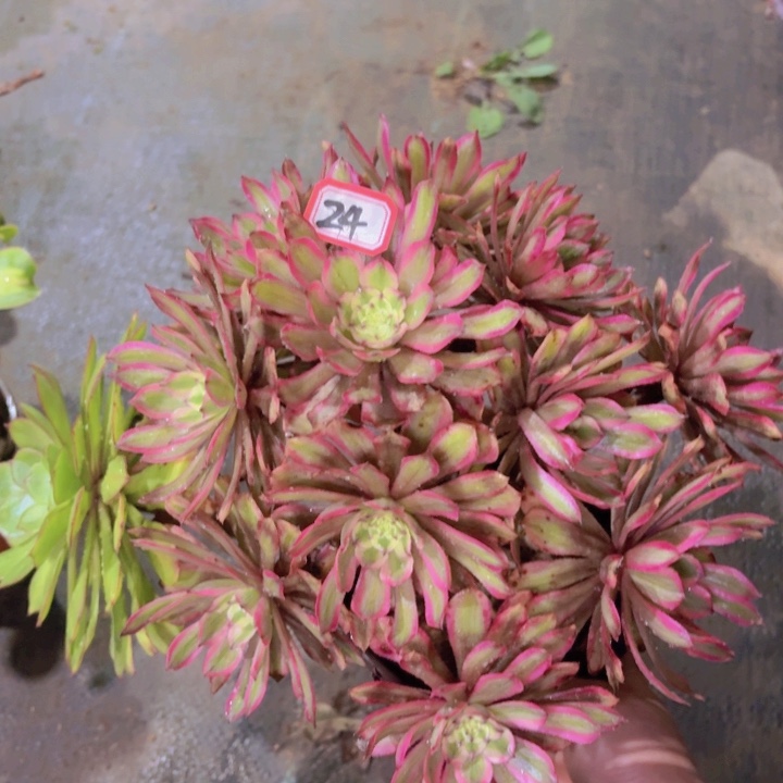 一物一拍粉黛变异24