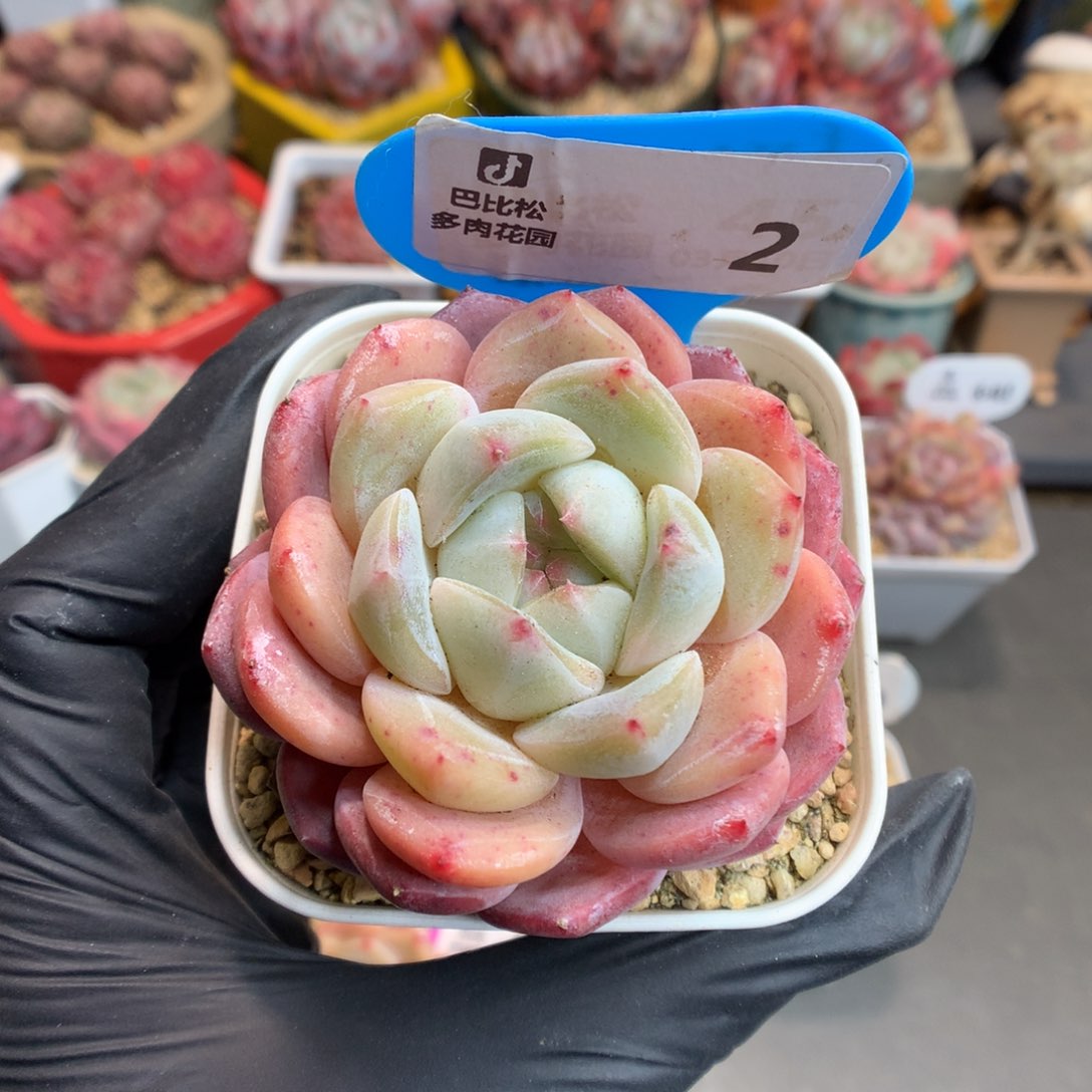 2 糖心b06多肉多肉