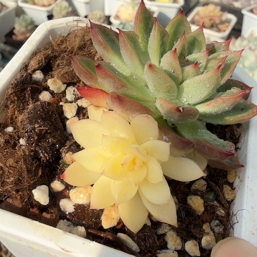 新圣骑兵锦，多肉植物